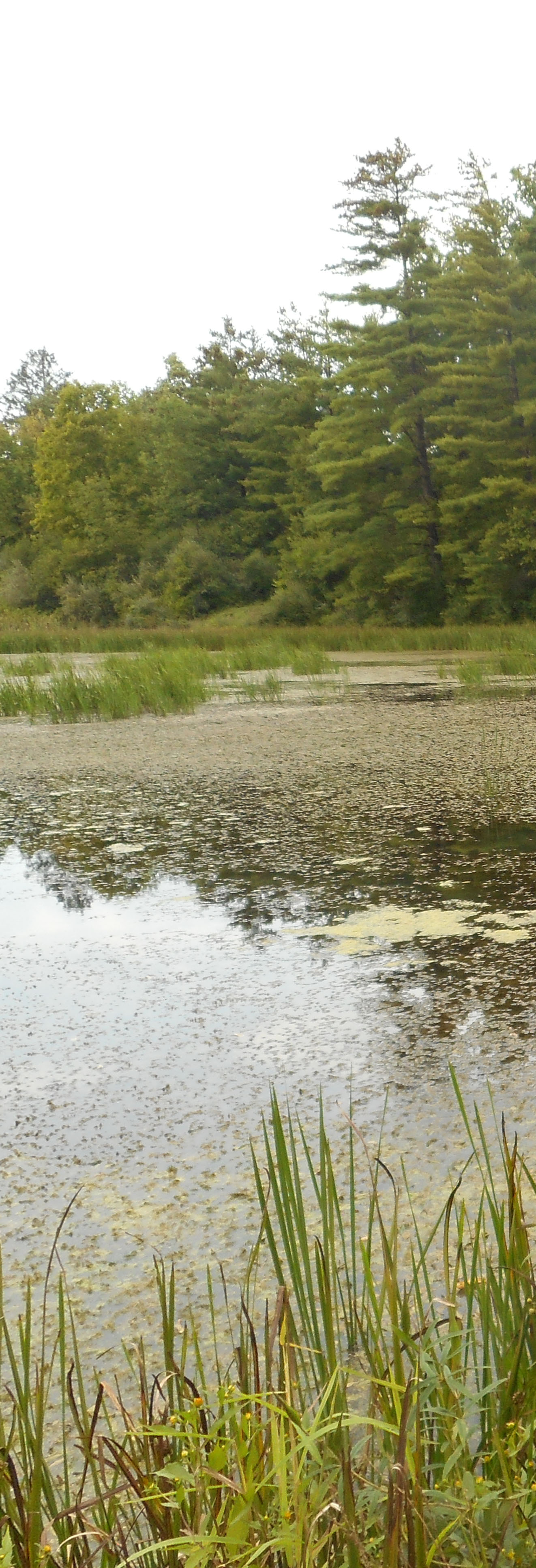 Wetlands Climate Change