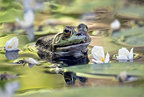 frogs take