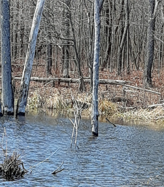 Natural Floodplain Functions Alliance