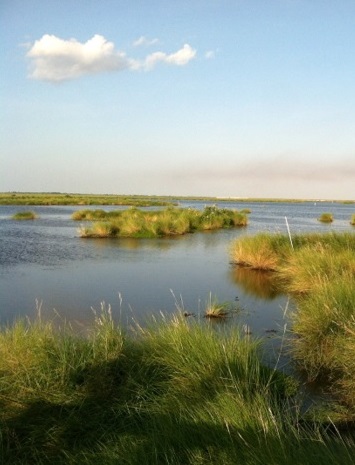 Past Improving Wetland Restoration Success Project