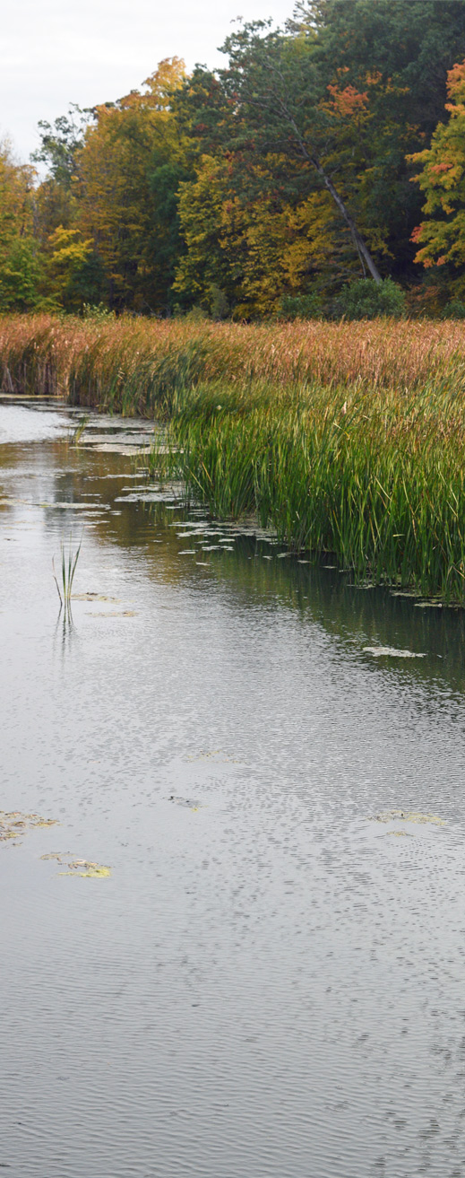 Wetland Water Quality Standards Webinars  