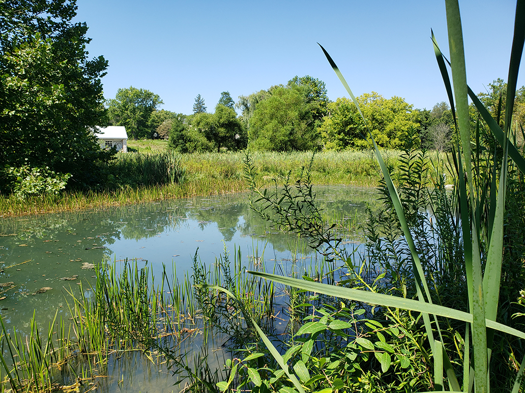 Pond at Cool Spring Nature Preserve   